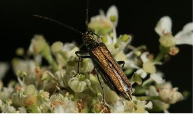 <i>Oedemera nobilis</i>