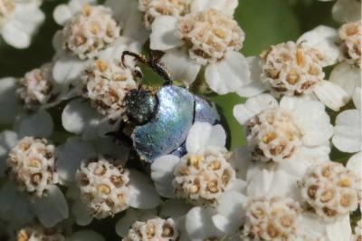 <i>Hoplia coerulea</i>