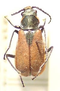 <i>Malachius scutellaris</i>