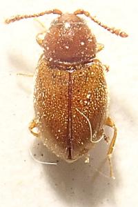 <i>Atomaria apicalis</i>