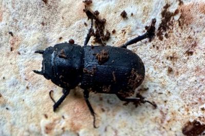 <i>Dorcus parallelipipedus</i>