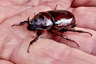 <i>Oryctes nasicornis</i>