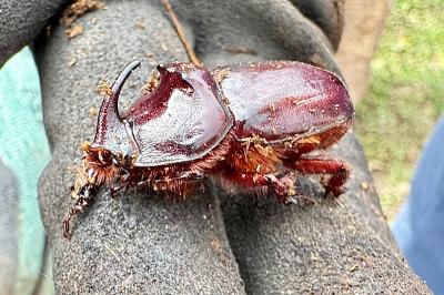 <i>Oryctes nasicornis</i>