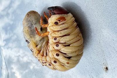 <i>Oryctes nasicornis</i>