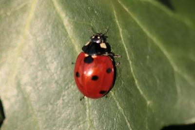 <i>Coccinella septempunctata</i>