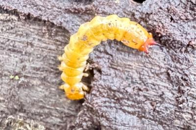 <i>Pyrochroa coccinea</i>