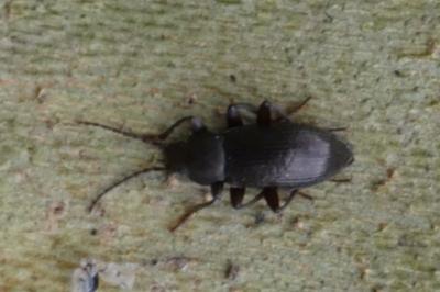 <i>Stenomax aeneus</i>