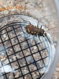 <i>Cicindela hybrida</i>