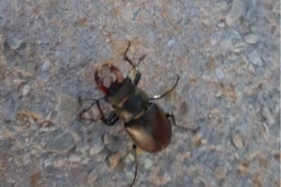<i>Lucanus cervus</i>