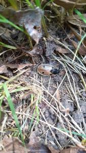 <i>Dendroxena quadrimaculata</i>