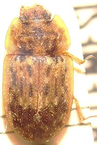 <i>Soronia grisea</i>