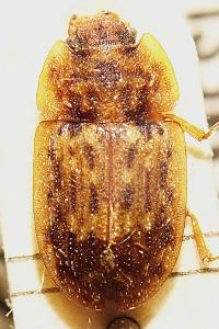 <i>Soronia grisea</i>