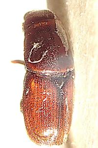 <i>Scolytus multistriatus</i>