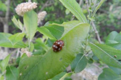 <i>Calvia quatuordecimguttata</i>