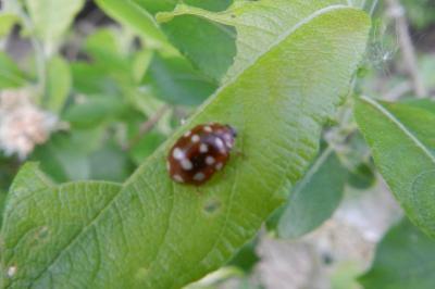 <i>Calvia quatuordecimguttata</i>