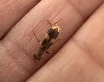 <i>Opilo mollis</i>