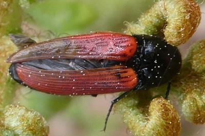 <i>Ampedus</i>