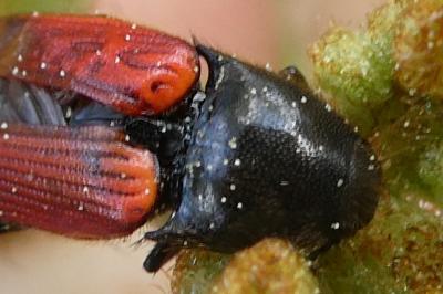 <i>Ampedus</i>