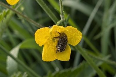 <i>Oxythyrea funesta</i>