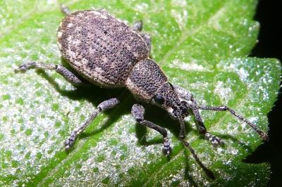 <i>Peritelus sphaeroides</i>