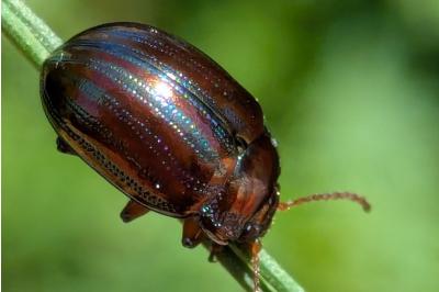 <i>Chrysolina americana</i>