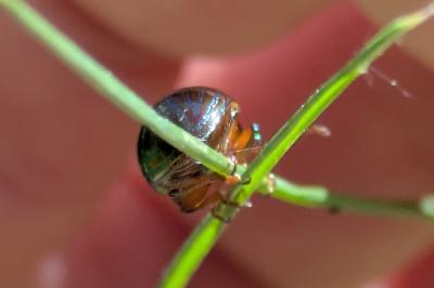 <i>Chrysolina americana</i>