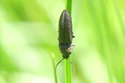 <i>Cidnopus pilosus</i>