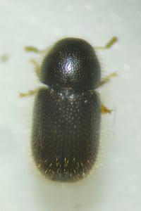 <i>Rhopalodontus perforatus</i>