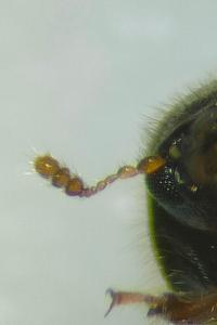 <i>Rhopalodontus perforatus</i>