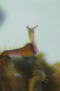 <i>Rhopalodontus perforatus</i>