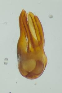 <i>Dorcatoma robusta</i>