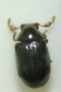 <i>Dorcatoma robusta</i>