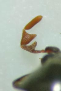 <i>Dorcatoma robusta</i>