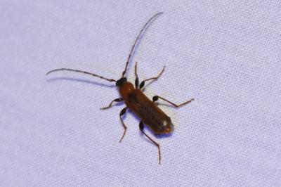 <i>Phymatodes testaceus</i>