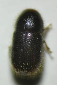 <i>Rhopalodontus perforatus</i>