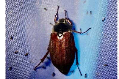 <i>Melolontha melolontha</i>