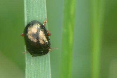 <i>Chrysolina bankii</i>