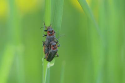 <i>Cantharis rustica</i>