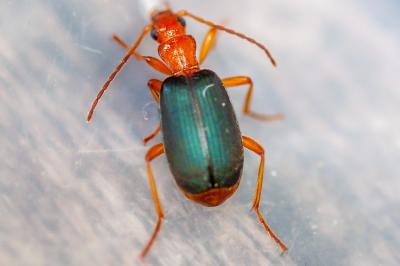 <i>Brachinus crepitans</i>