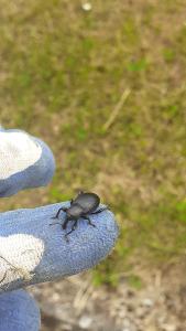 <i>Liparus coronatus</i>