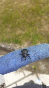 <i>Liparus coronatus</i>