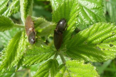<i>Athous haemorrhoidalis</i>