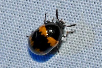 <i>Diaperis boleti</i>
