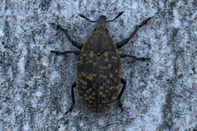 <i>Larinus turbinatus</i>