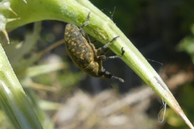<i>Larinus turbinatus</i>