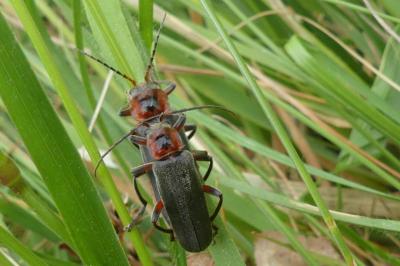 <i>Cantharis rustica</i>