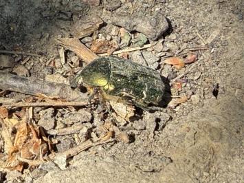 <i>Cetonia aurata</i>