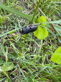 <i>Dorcus parallelipipedus</i>
