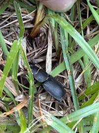 <i>Dorcus parallelipipedus</i>