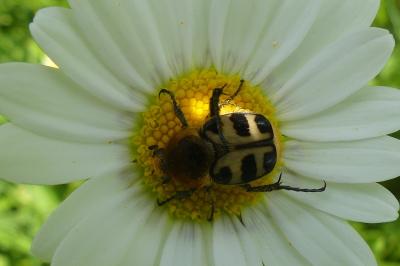 <i>Trichius</i>